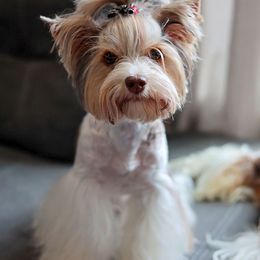 Yunetta - Biewer Terrier