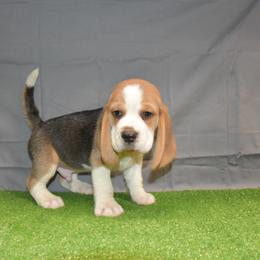 Orange collar male - Black tan and white male Beagle puppy in Fontana, California from JLB Beagles & MBT