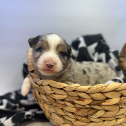 Cookie dough - female Miniature Australian Shepherd puppy in Reidsville, North Carolina from Cherry Grove Kennel