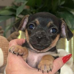Alpine - Black and tan female Chihuahua puppy in Alvord, Texas from Gift of Gods Favor