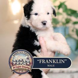 Franklin - Gray and white male Old English Sheepdog puppy in Cleveland, Tennessee from Narrow Path Old English & Sheepadoodles