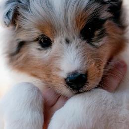 Cane Corso and Shetland Sheepdog Puppies from Redemption Kennels