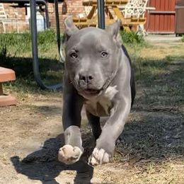 American Bully Puppies from SheShed Bully Camp