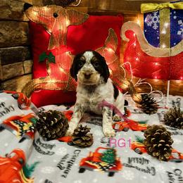 RG1 - Tri-Roan female English Springer Spaniel puppy in Britton, South Dakota from K&S Canines