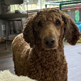 Blaze - Red  male Poodle puppy in Mondovi, Wisconsin from Araeah's Red Standard Poodles