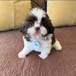 AKC Princess - Red and white female Shih Tzu puppy in Long Beach, California from Prieto Shih-Tzu's