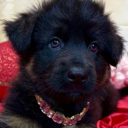 Girl 2 - female German Shepherd puppy in Yorkville, Illinois from Vom Archbold Haus World Class German Shepherds