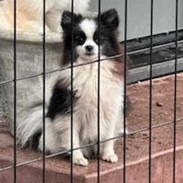 Corella - Pomeranian