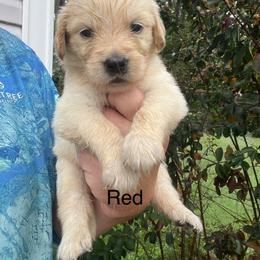 Red - Golden female Golden Retriever puppy in Jesup, Georgia from Painted Platinum Retrievers (Painted Platinum Kennel) PPK