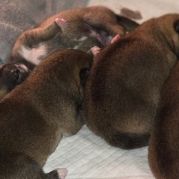 Shiba Inu from Yoru's Dojo Legacy