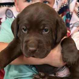 Hershey (red collar) - Chocolate male Labrador Retriever puppy in Bandera, Texas from The Sugar & Spice Ranch Labrador Retrievers