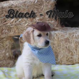 Golden Retriever Puppies from Valley County Goldens