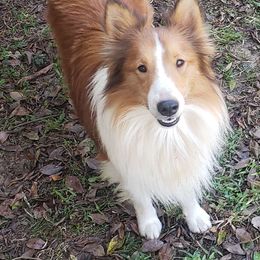 Dixie - Shetland Sheepdog