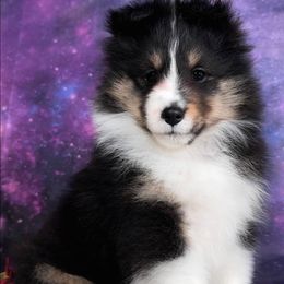 Arrow - Black white and tan Shetland Sheepdog puppy in Elk, Washington from Asgard Shetland Sheepdogs