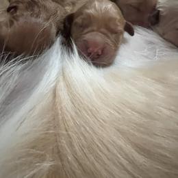 Male 2 - Golden male Golden Retriever puppy in Clermont, Florida from Homeward Bound Goldens