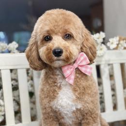 Coco - Cavapoo