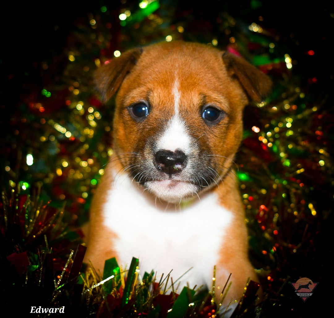 Edward - Red and white male Basenji puppy in San Diego, California from Triforce Basenjis