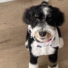 Bernedoodles and Labradoodles from Stout Mountain Doodle Ranch
