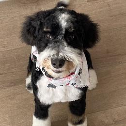 Bernedoodles and Labradoodles from Stout Mountain Doodle Ranch