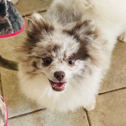 Penny - Pomeranian
