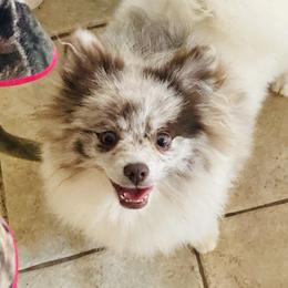 Penny - Pomeranian