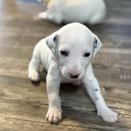 Chedder - White and black male Dalmatian puppy in Hastings, Florida from Love My Spotty Dalmatians