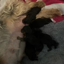 Tamika - Black and tan female Yorkshire Terrier puppy in Beavercreek, Ohio from The Yorkie Den, LLC