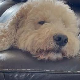 Bernedoodles and Goldendoodles from Sunset Doodles