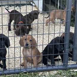 Plott puppies from Badlands Plotts