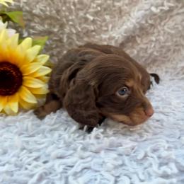 Blake - Chocolate and tan male Dachshund puppy in Colbert, Oklahoma from Brooke Crenshaw