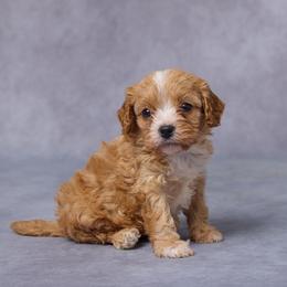 Gavin - Red male Cavapoo puppy in Apple Creek, Ohio from Grandeur Valley Puppies