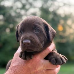 Berkley - Chocolate female Labrador Retriever puppy in Isle, Minnesota from Dog Ear Outfitters
