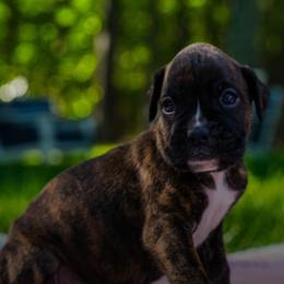 Boxer Puppies from CK Boxers