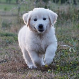 Golden Retriever Puppies from Tipsy Tails Ranch