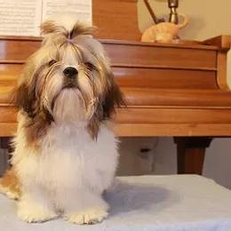 Anya - Shih Tzu