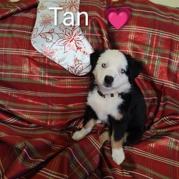 Miniature Australian Shepherd Puppies from Terri's Mini Aussies