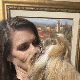 Shih Tzu Puppies from Willow Lane Shih Tzus