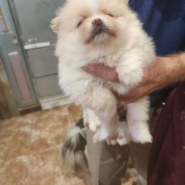 Pomeranian Puppies from La Belle Pomeranians