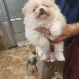 Pomeranian Puppies from La Belle Pomeranians