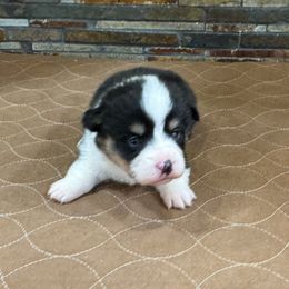 Boy 3 - Black and tan male Pembroke Welsh Corgi puppy in Visalia, California from VIP Stables