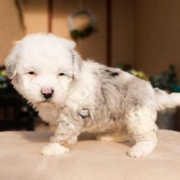 Aussiedoodle and Goldendoodle Puppies from Ever After Doodles Arizona