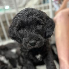 Boy 6 - Bergamasco Sheepdog puppy from Fox Valley Bergamasco