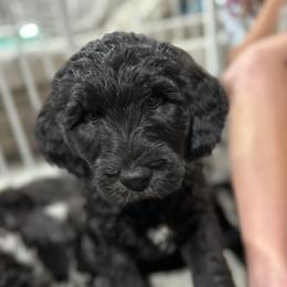 Boy 6 - Bergamasco Sheepdog puppy from Fox Valley Bergamasco