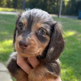 Dachshunds from S&C Doxies