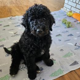 Hot Pink collar- aka Millie - Phantom female Bernedoodle puppy in Shelby, North Carolina from Forever Grateful Doodles