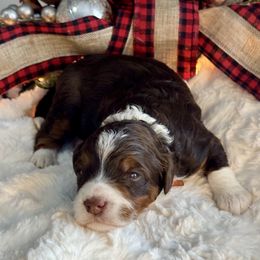 Orange - Tri-color male Bernedoodle puppy in Hesperia, Michigan from Red Acres Poodles & Doodles