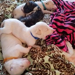 Boy 1 - male Whippet puppy in Shadow Hills, California from Cloverdale Whippets