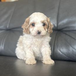 Smooch - Blenheim female Cavapoo puppy in Saint George, Utah from Fitzdoodles