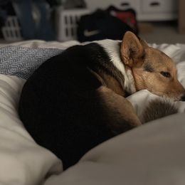 Pembroke Welsh Corgi All Grown Up from The Hallway Farm