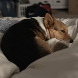 Pembroke Welsh Corgi All Grown Up from The Hallway Farm